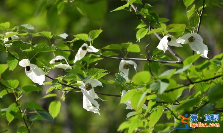 湖北襄陽38歲珙桐開花 花似白鴿滿樹梢？