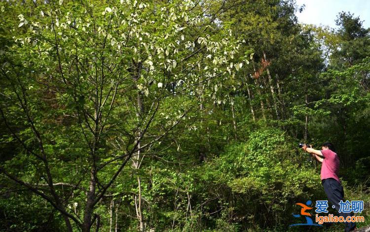 湖北襄陽38歲珙桐開花 花似白鴿滿樹梢？