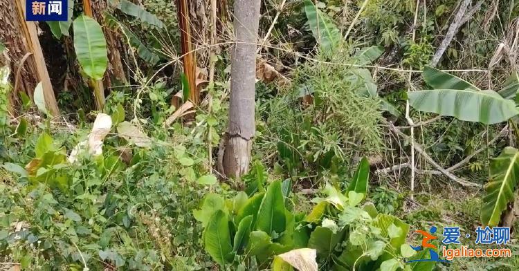 毀林種咖啡、江豚慘死 中央生態(tài)環(huán)保督察通報(bào)？