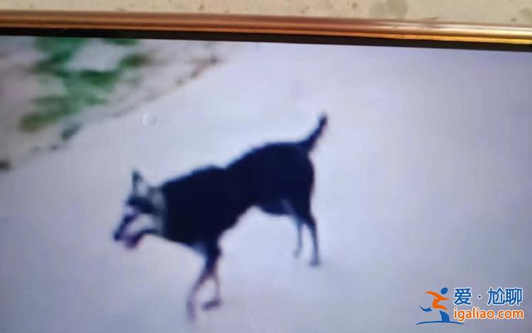 仍無犬主線索 疾控部門調(diào)查狂犬病毒免疫失敗事件？