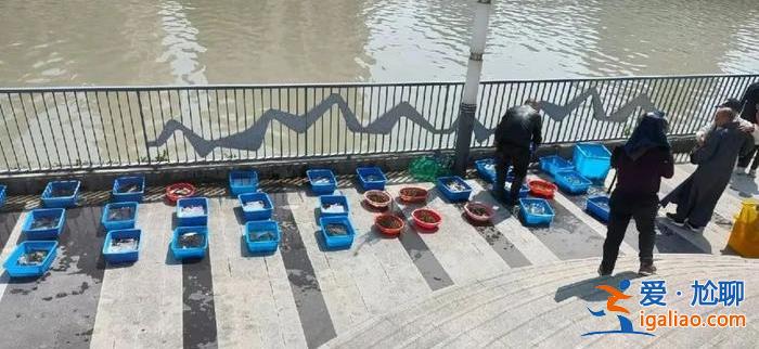 越“規(guī)范”越嚴(yán)重？上海蘇州河現(xiàn)大量無序放生 最多1天撈1噸死魚？