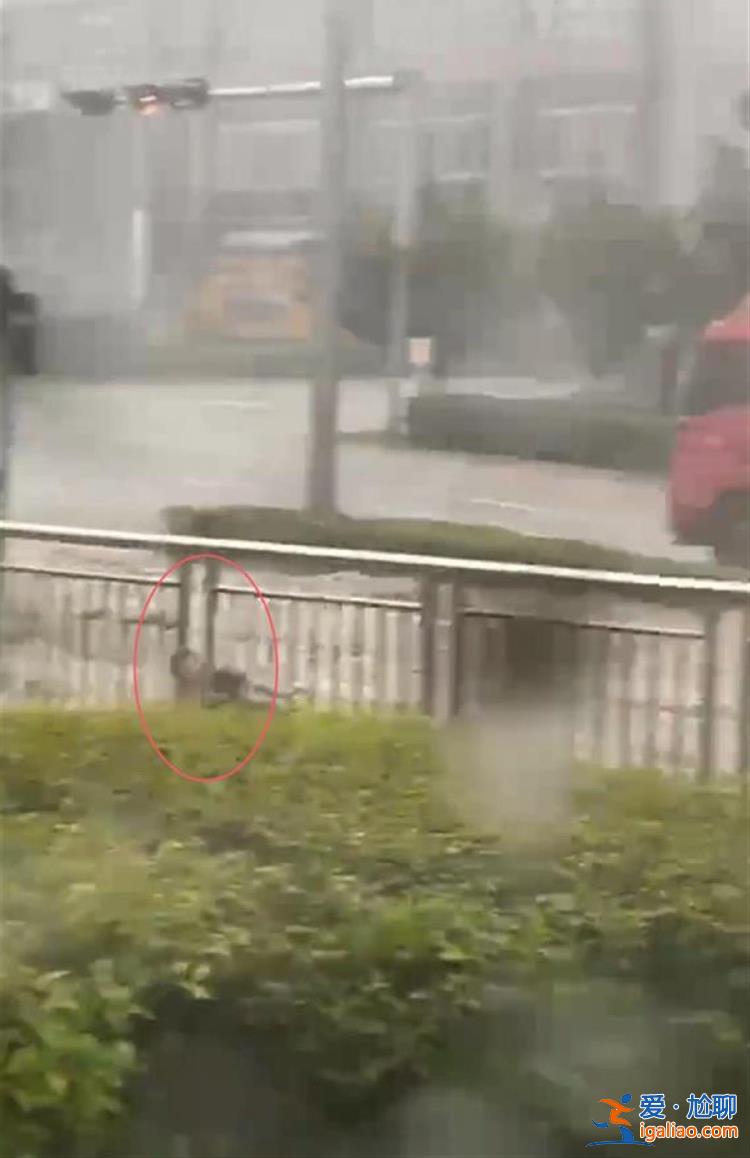 3次抱樹后被同事救起？
