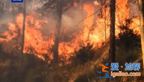 秘魯森林火災(zāi)已致14人死亡？