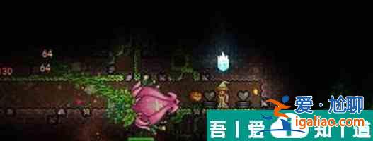 泰拉瑞亞的奇異植物怎么找 具體一覽？