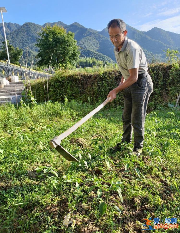 建議再審？
