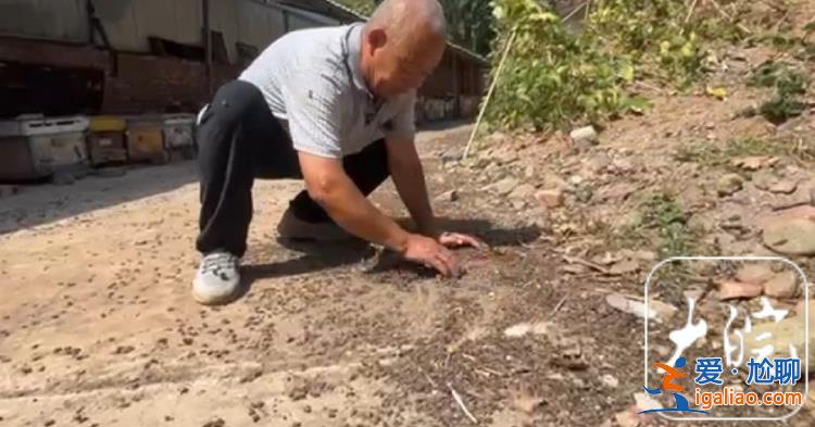 河南嵩縣約300萬只蜜蜂突然死亡 當(dāng)?shù)卣块T介入調(diào)查？