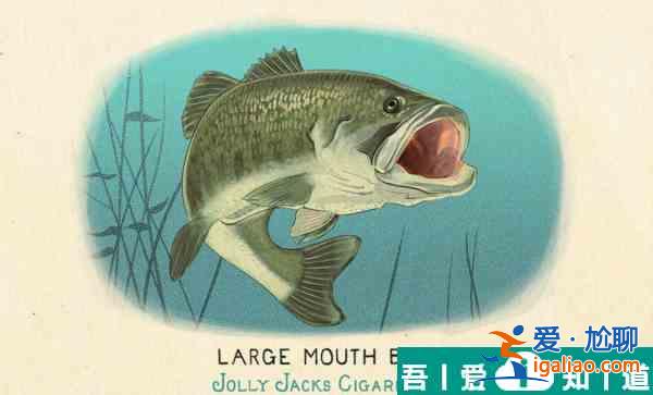 荒野大鏢客2大口黑鱸卡片在哪里獲得 具體一覽？