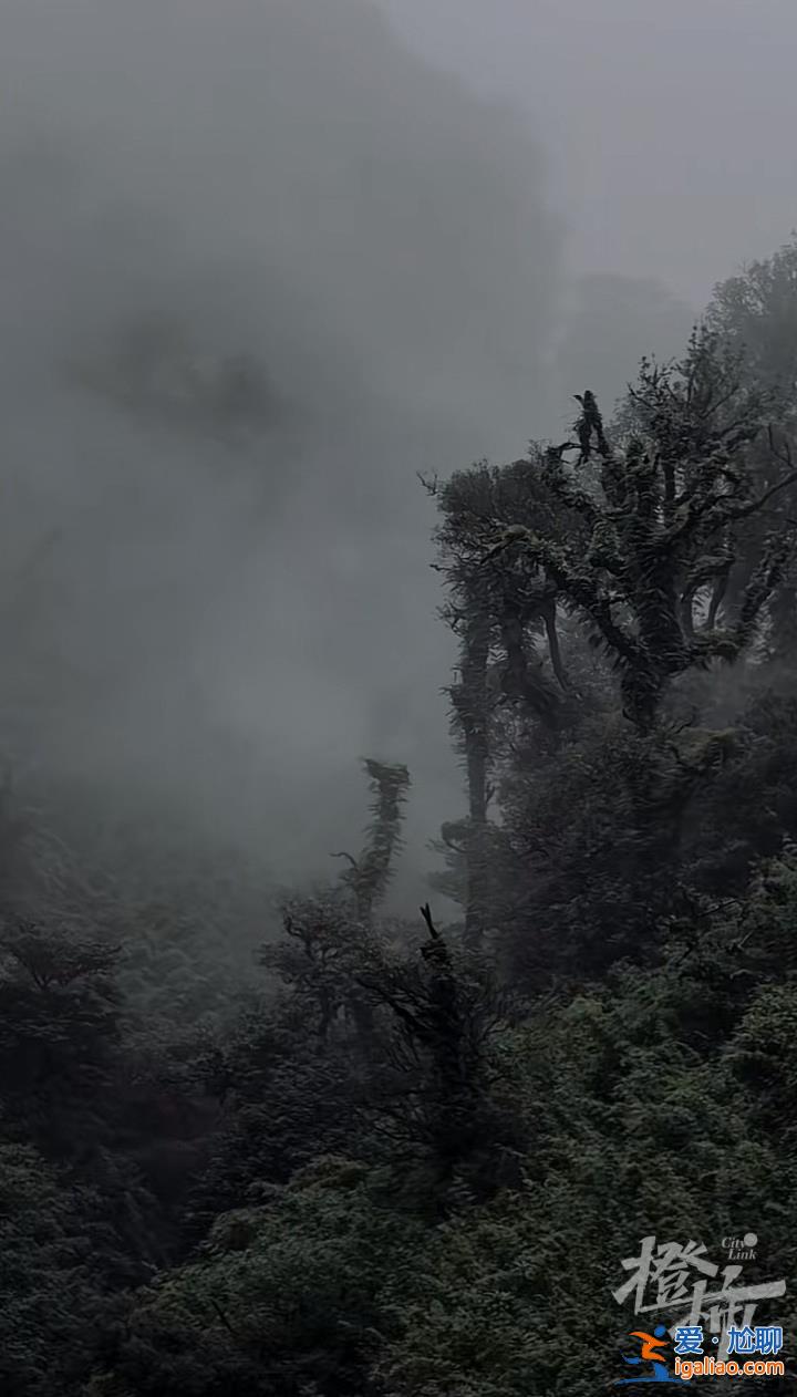 “禁區(qū)”變“景區(qū)”？云南哀牢山一夜爆火 當(dāng)?shù)匕l(fā)布安全提示？