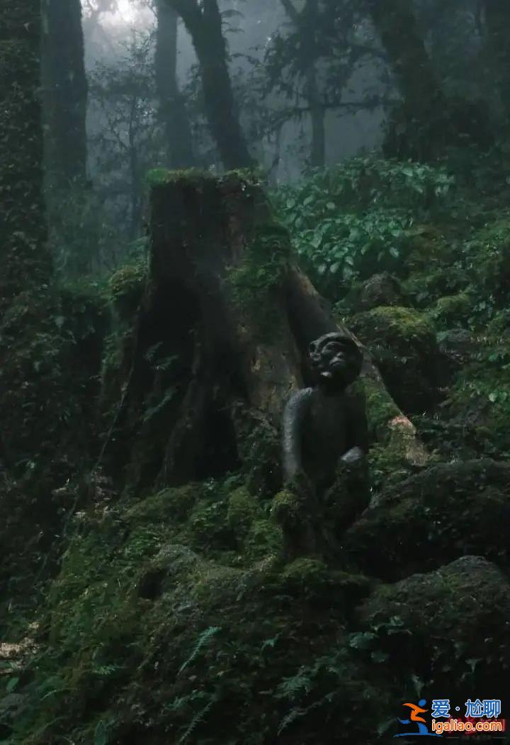 爆火的哀牢山到底有多兇險(xiǎn)？曾發(fā)生多起人員失聯(lián)遇難？
