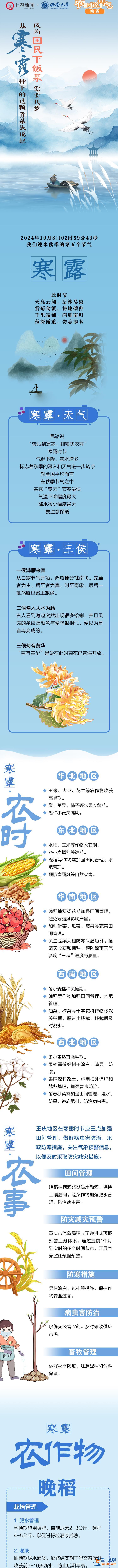 農(nóng)時說節(jié)氣｜成為“國民下飯菜”需要幾步？從寒露種下的這顆青菜頭說起？