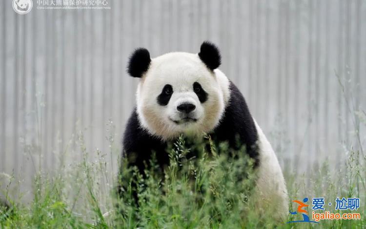 大熊貓“寶力”“青寶”啟程前往美國華盛頓國家動物園？