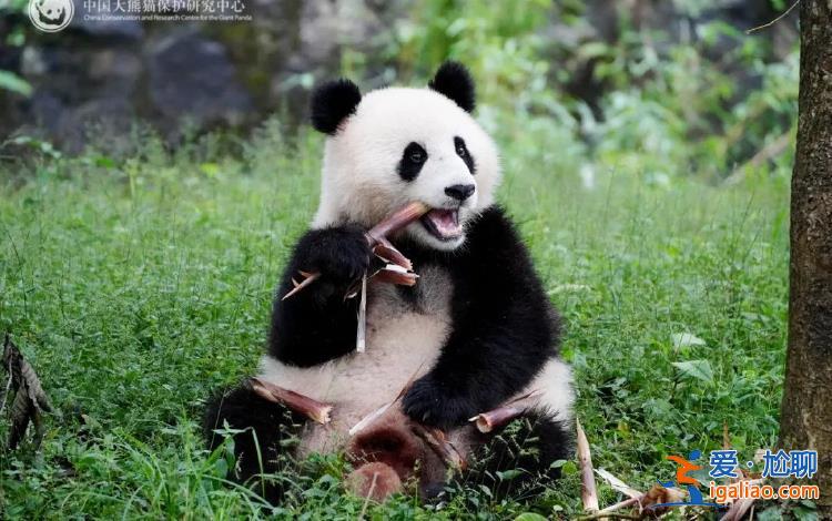 大熊貓“寶力”“青寶”啟程前往美國華盛頓國家動物園？