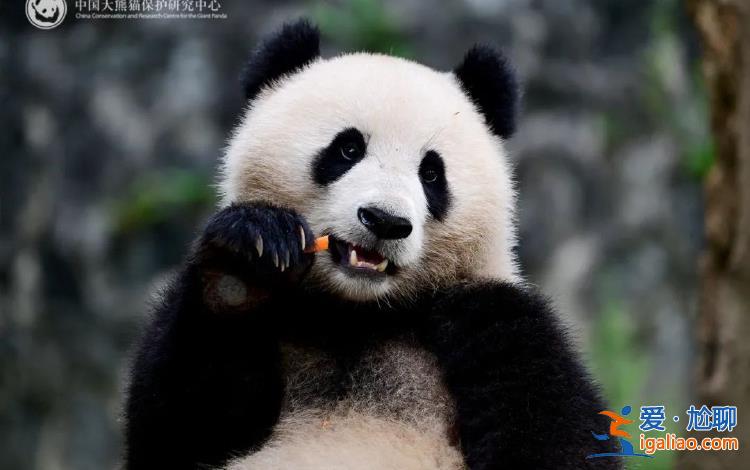 大熊貓“寶力”“青寶”啟程前往美國華盛頓國家動物園？
