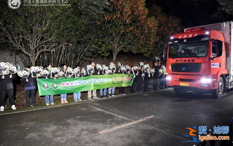 大熊貓“寶力”“青寶”啟程前往美國華盛頓國家動物園？