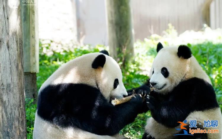 大熊貓“寶力”“青寶”啟程前往美國華盛頓國家動物園？