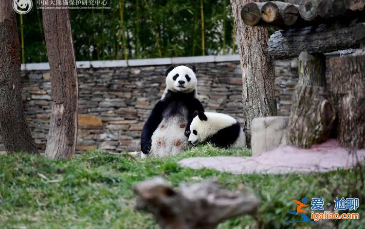 大熊貓“寶力”“青寶”啟程前往美國華盛頓國家動物園？