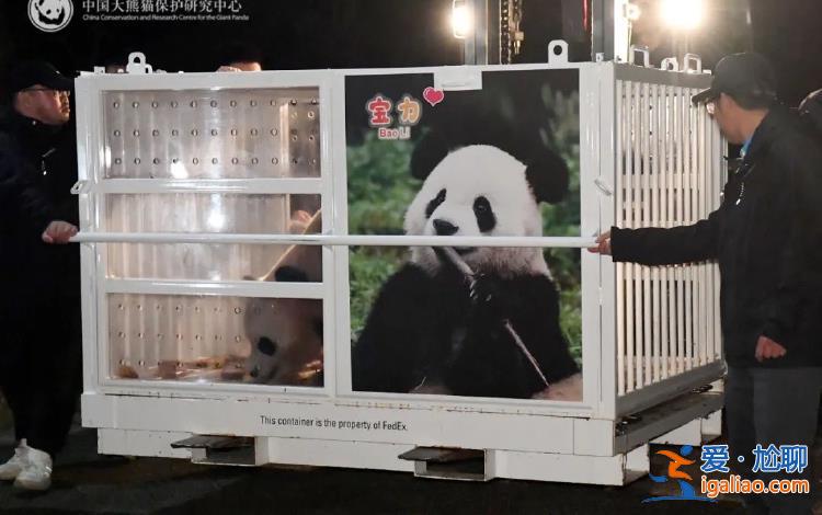 大熊貓“寶力”“青寶”啟程前往美國華盛頓國家動物園？