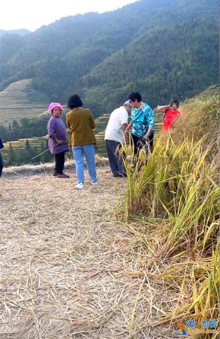 “你是吃飯還是吃草的？”廣西一景區(qū)游客踩稻田遭老人怒斥 景區(qū)回應(yīng)？