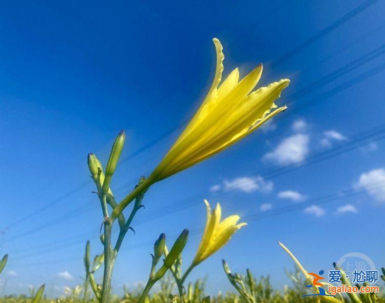 “城”勢(shì)而上丨當(dāng)黃花插上數(shù)字科技的翅膀？