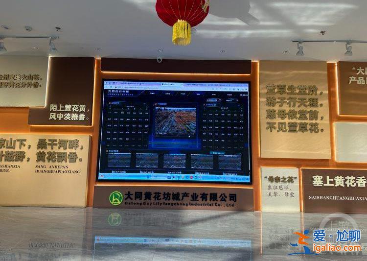 “城”勢(shì)而上丨當(dāng)黃花插上數(shù)字科技的翅膀？