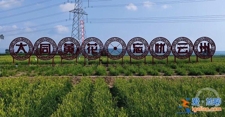 “城”勢(shì)而上丨當(dāng)黃花插上數(shù)字科技的翅膀？