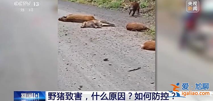 野豬“下山進(jìn)城”為哪般？可以捕殺嗎？？