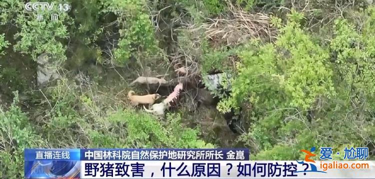 野豬“下山進(jìn)城”為哪般？可以捕殺嗎？？
