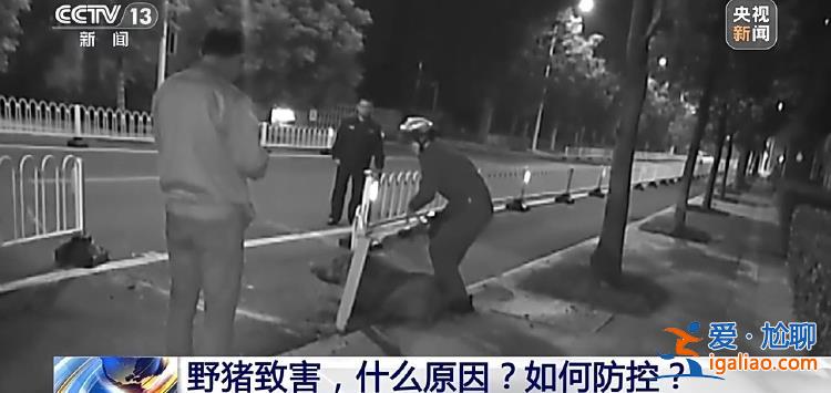 野豬“下山進(jìn)城”為哪般？可以捕殺嗎？？