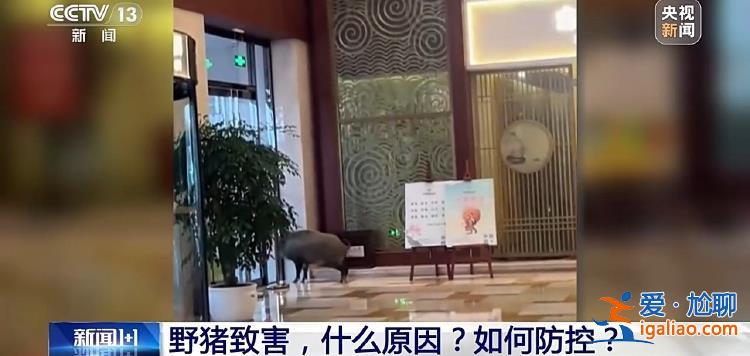 野豬“下山進(jìn)城”為哪般？可以捕殺嗎？？
