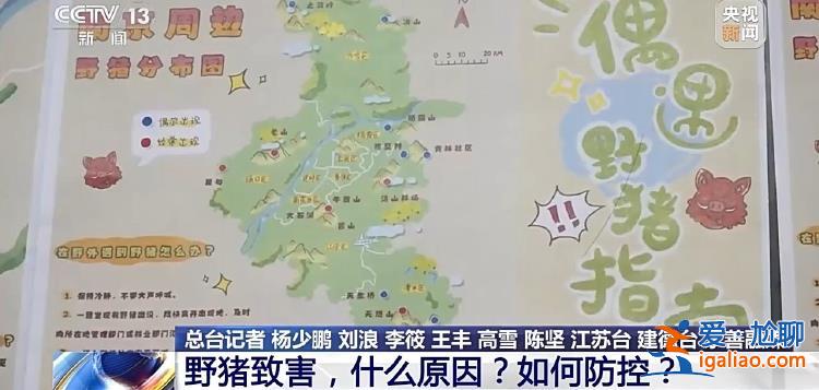 野豬“下山進(jìn)城”為哪般？可以捕殺嗎？？