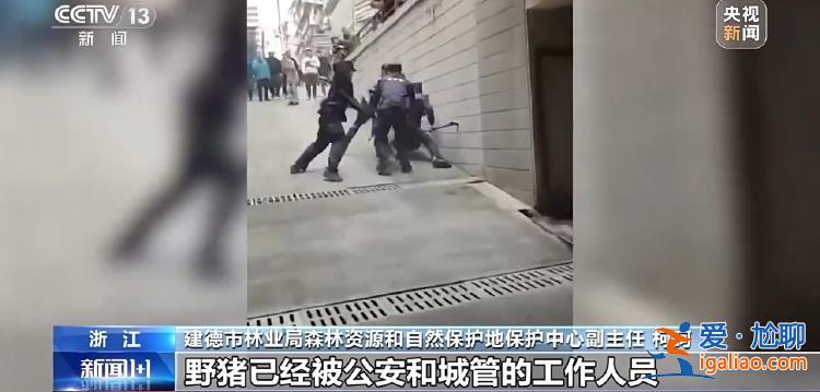 野豬“下山進(jìn)城”為哪般？可以捕殺嗎？？