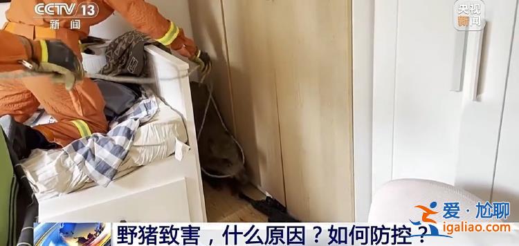 野豬“下山進(jìn)城”為哪般？可以捕殺嗎？？