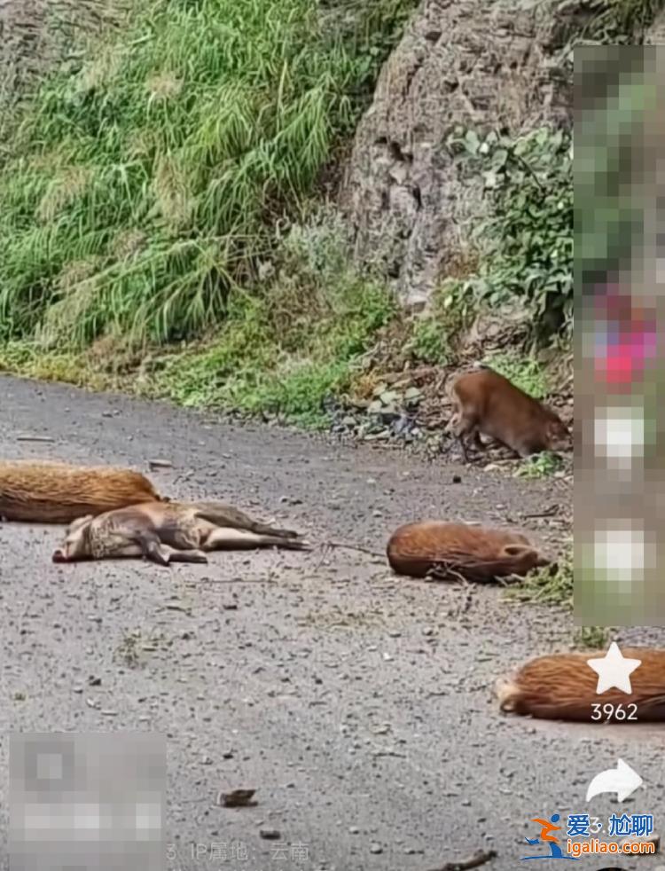 獵捕隊(duì)正圍獵 野豬從百米懸崖跌落？