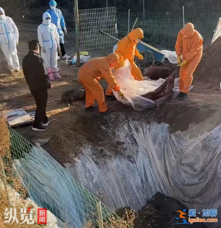 獵捕成本高 兩年賠兩套房？